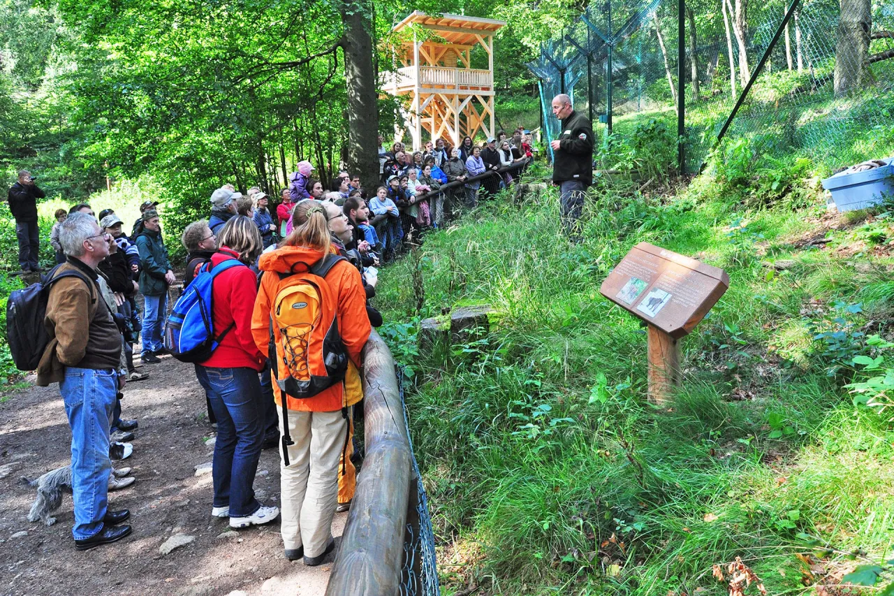 Luchs Schaugehege Harz Fütterung