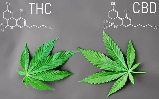 THC vs CBD r&oacute;żnice grafika