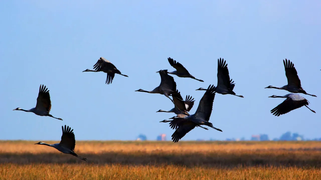 odlatujące ptaki z Polski klucz żurawi