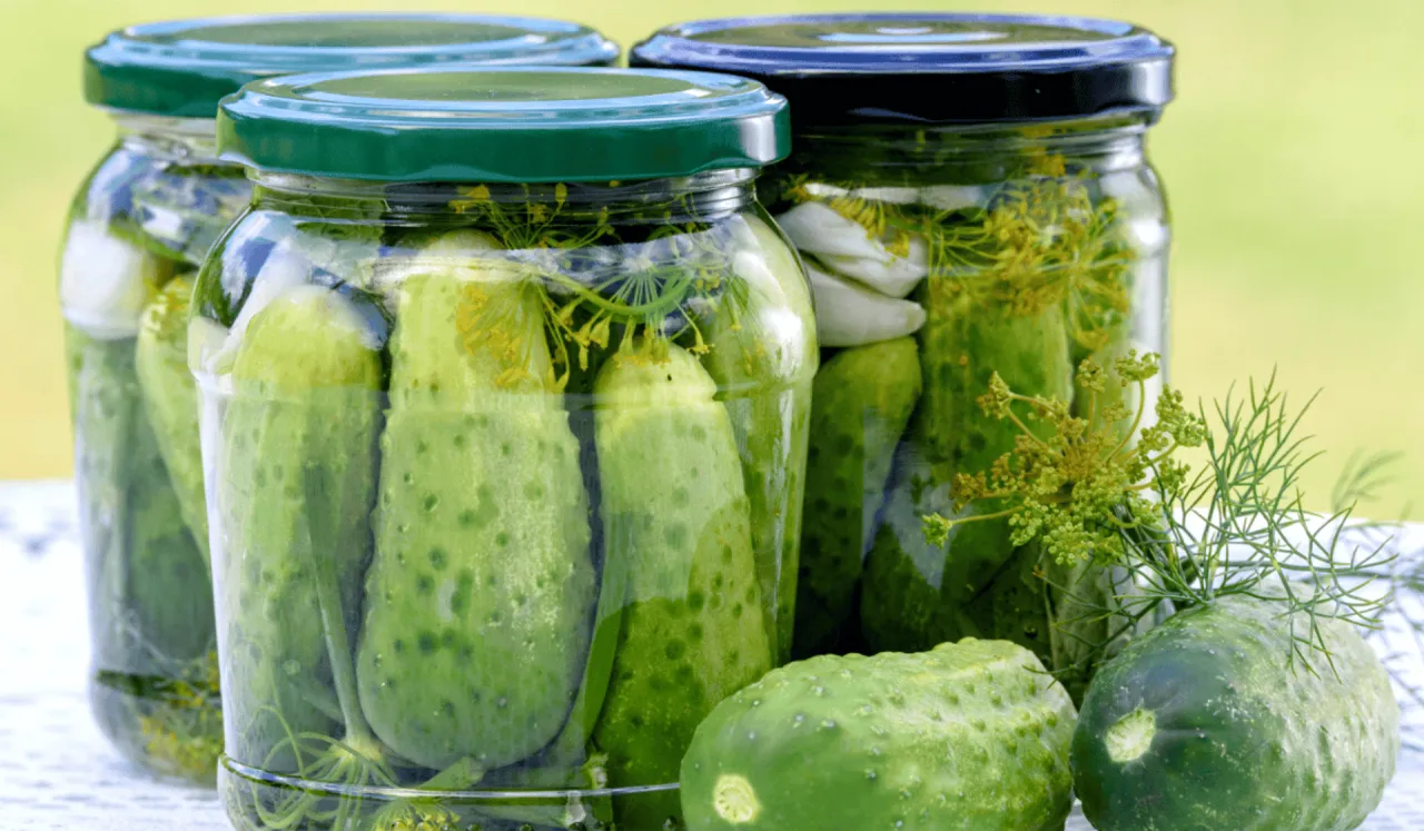 świeże ogórki do kiszenia, słoiki, koper, chrzan, czosnek