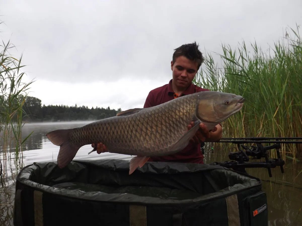 Młody wędkarz trzyma ogromnego amura, który z pewnością trafiłby do kalendarza brań amura.