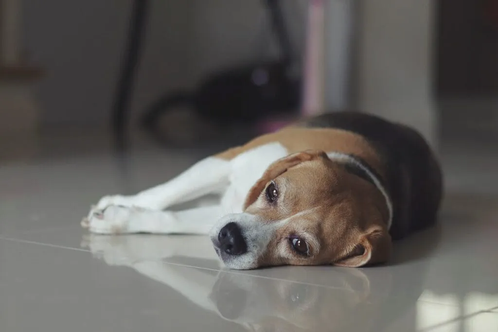 objawy zatrucia psa szczawiem