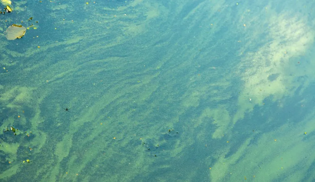 Jak rozpoznać sinice w wodzie