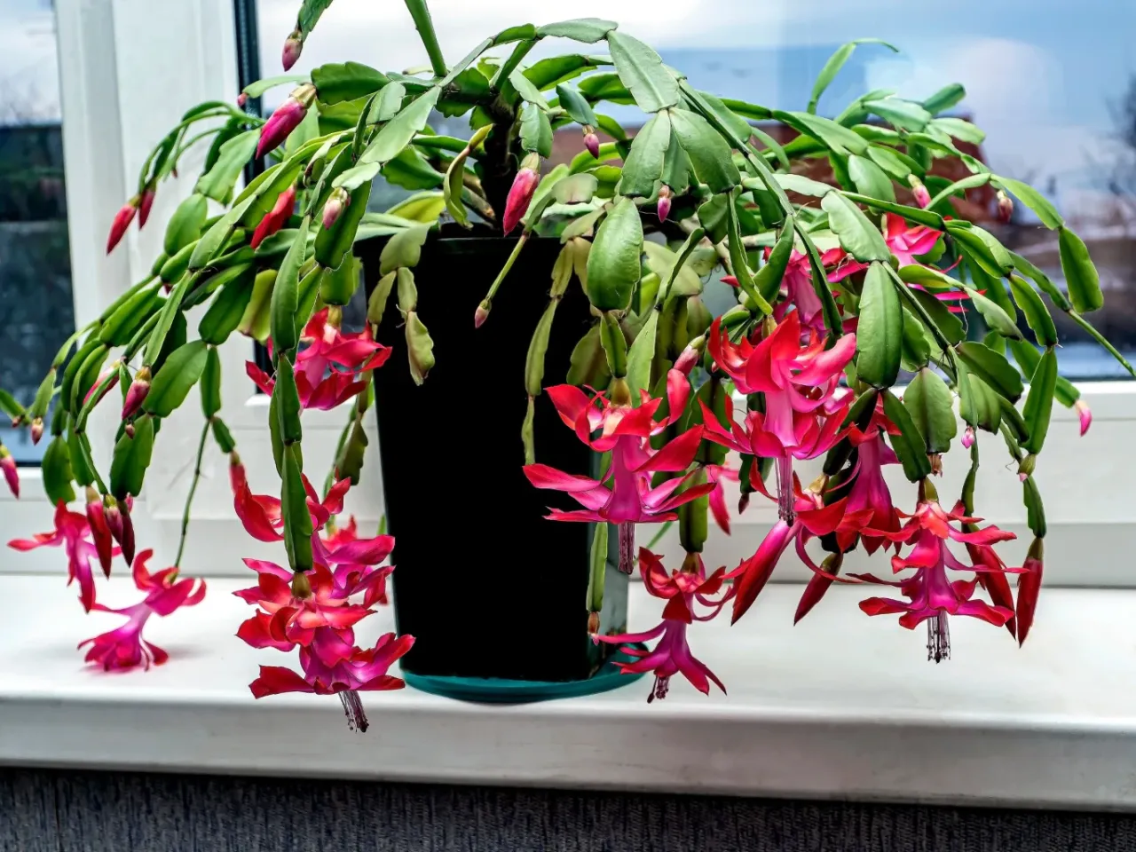 Pielęgnacja grudnika krok po kroku