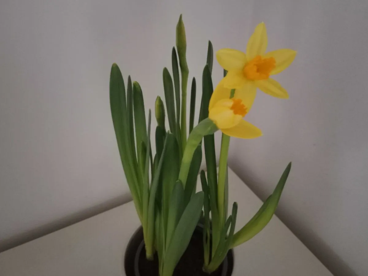 kwitnące żonkile w doniczce pielęgnacja