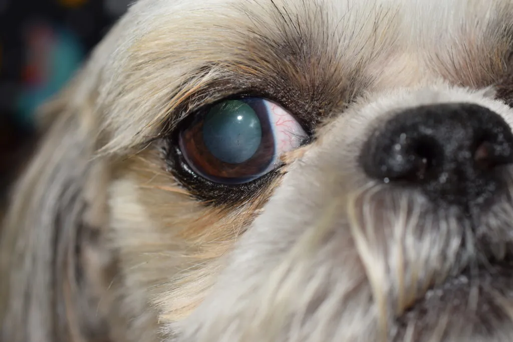 pies z problemami z oczami