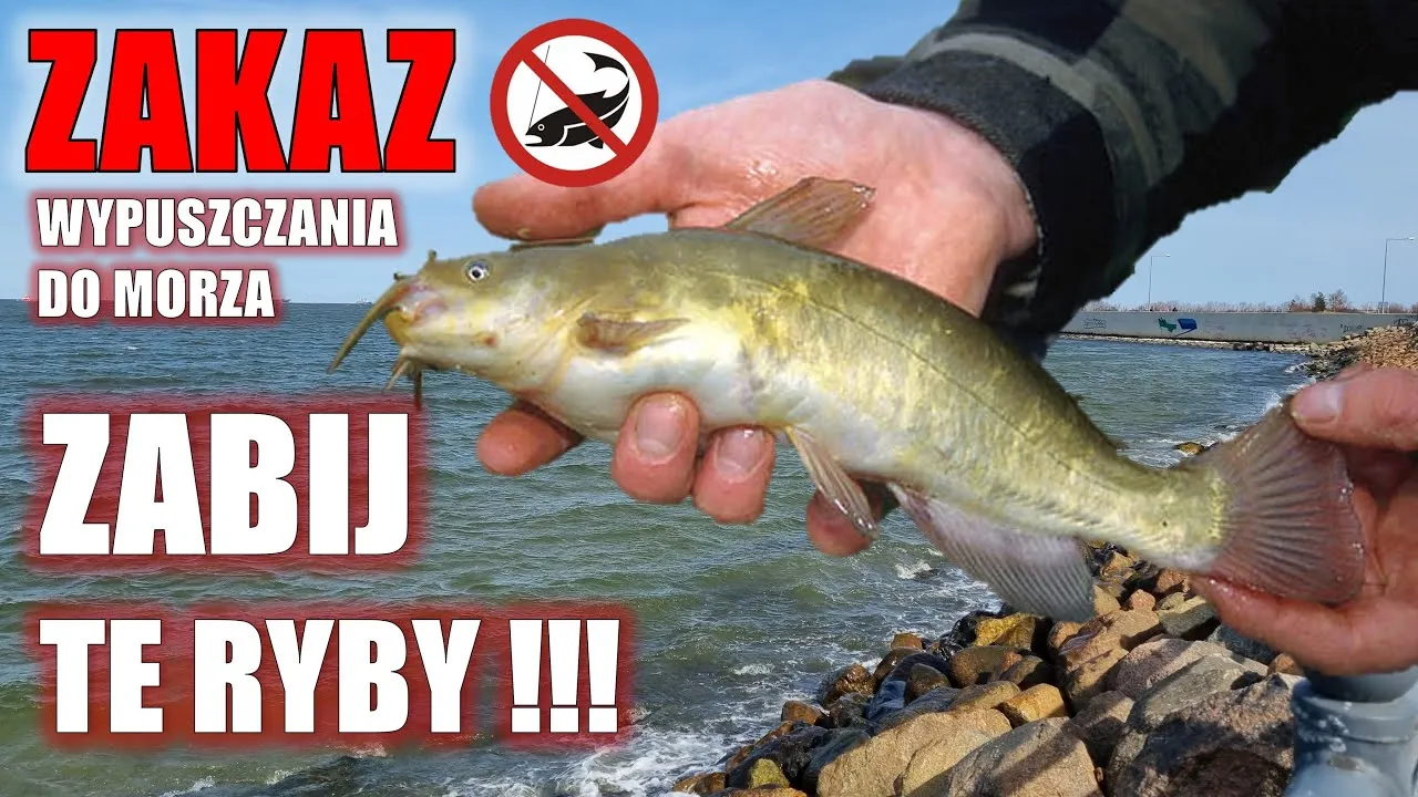 Zdjęcie Co pływa w Bałtyku? Odkryj fascynujący świat ryb i stworzeń morskich