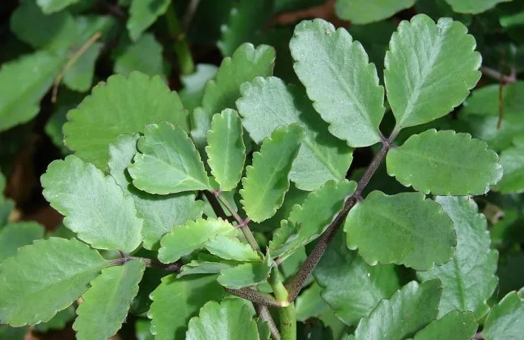 żywor&oacute;dka pierzasta liście