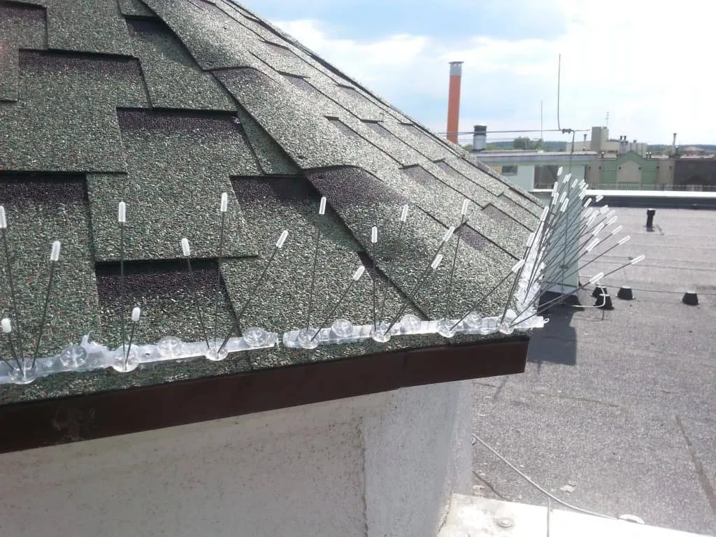 profesjonalne zabezpieczenia przed gołębiami na budynkach