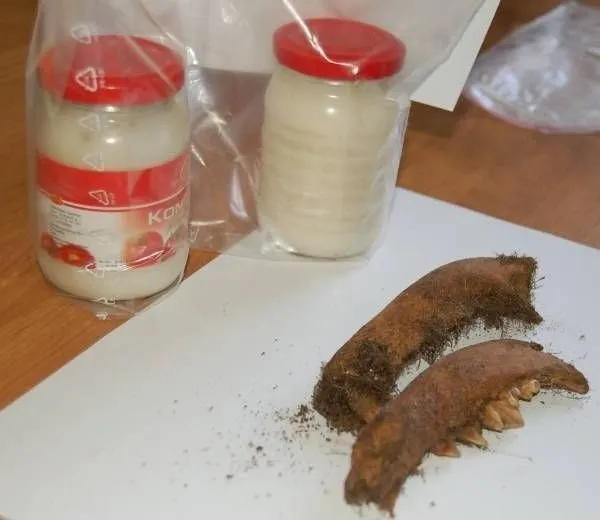 pies obalający mity smalec