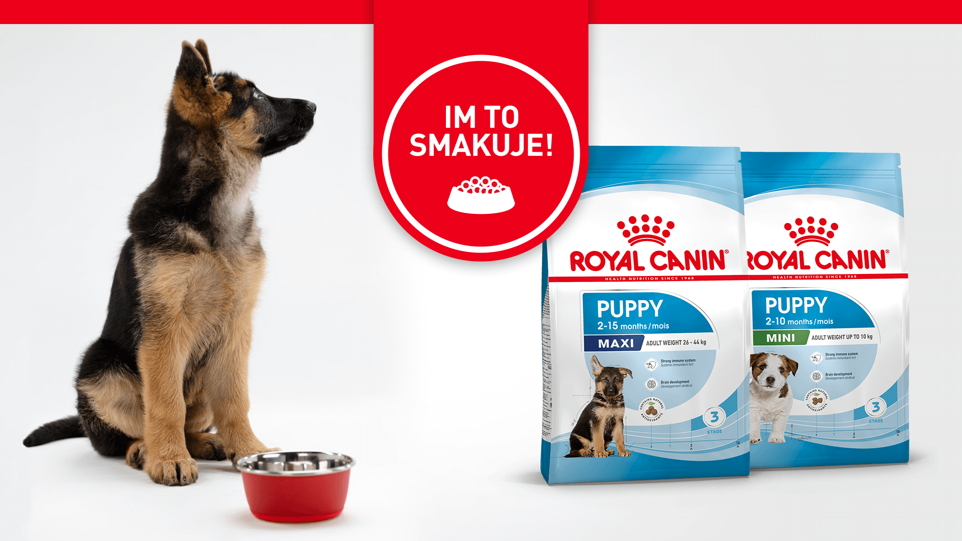 Kiedy szczeniaki same jedzą, smakuje im karma Royal Canin. Owczarek niemiecki i jack russell terrier patrzą na miskę.
