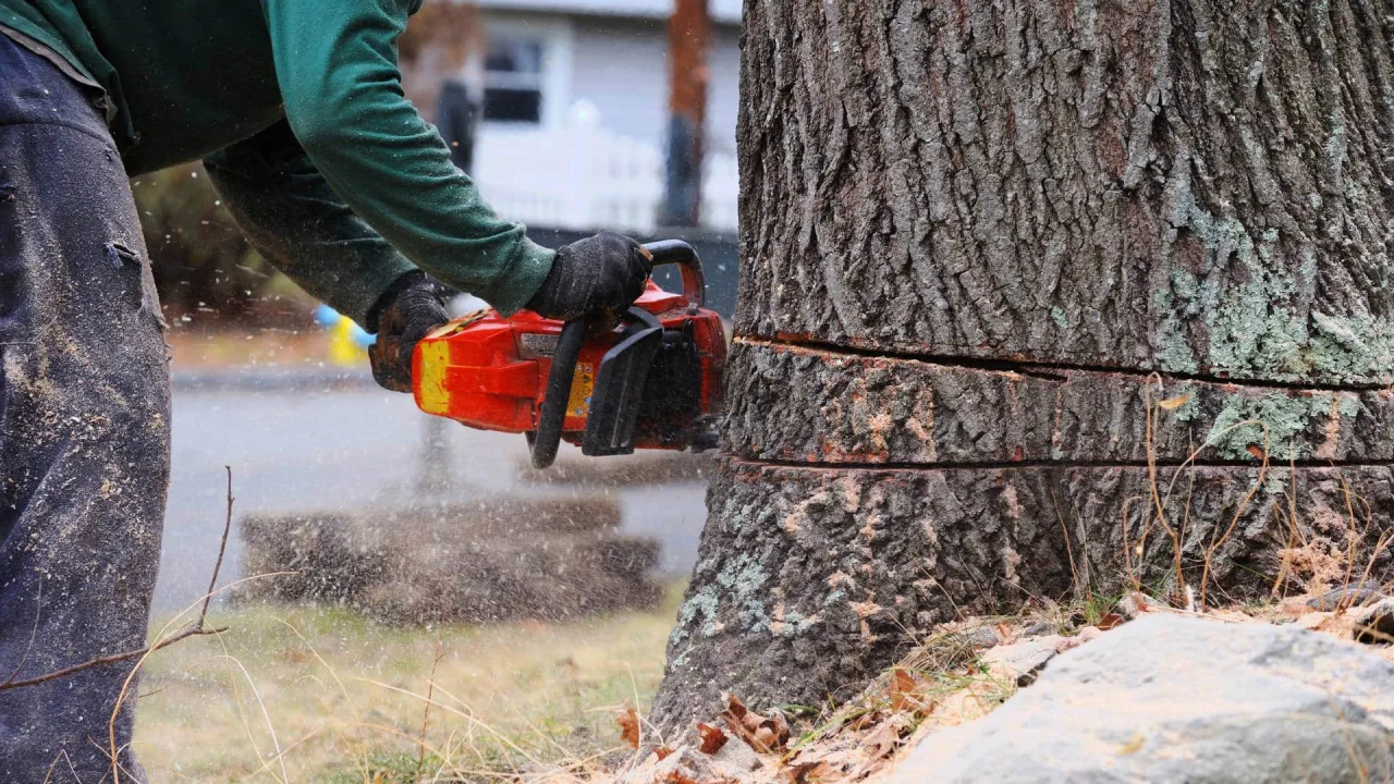 Drwal piłą łańcuchową ścina drzewo. Warto wiedzieć, jakie drzewa można wyciąć bez zezwolenia, by uniknąć problemów.