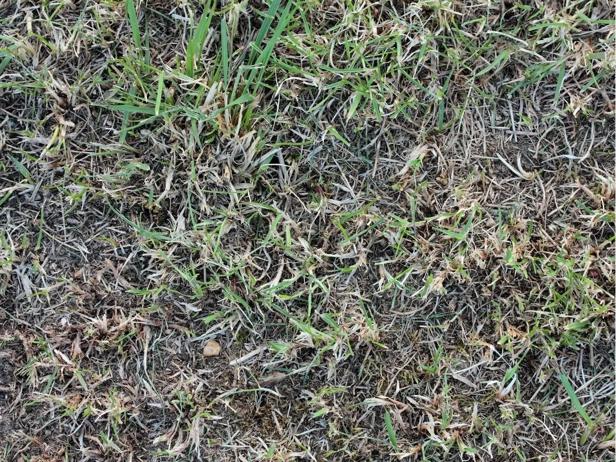 Zdjęcie Przelanie trawnika objawy: Jak rozpoznać problemy z nadmiarem wody