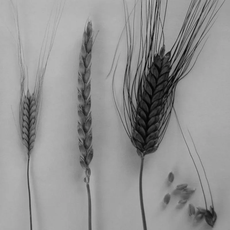 Zdjęcie Mąka z płaskurki czy ma gluten? Co musisz wiedzieć przed zakupem