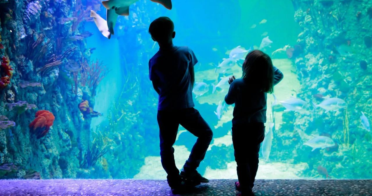 Zdjęcie Oceanarium Gdynia - Fascynujący świat podwodnych stworzeń i atrakcji
