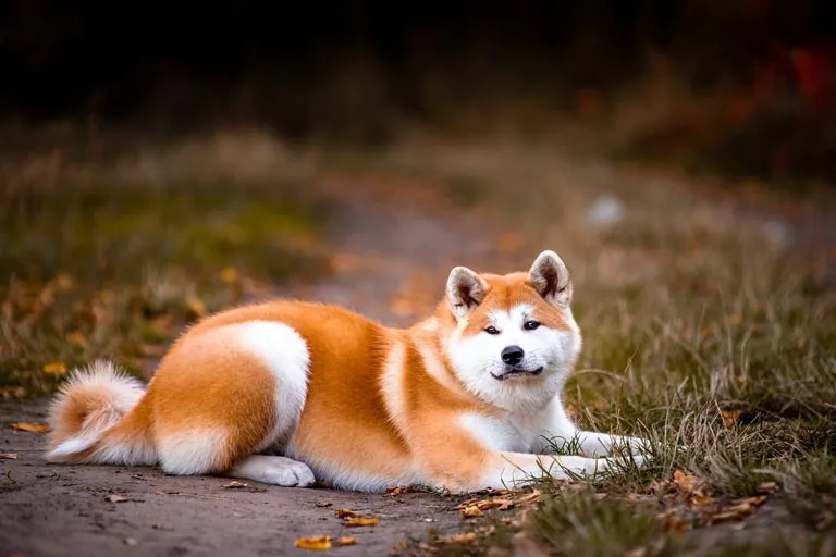 Zdjęcie Akita Inu na sprzedaż w Île-de-France - brakuje szczeniąt w regionie
