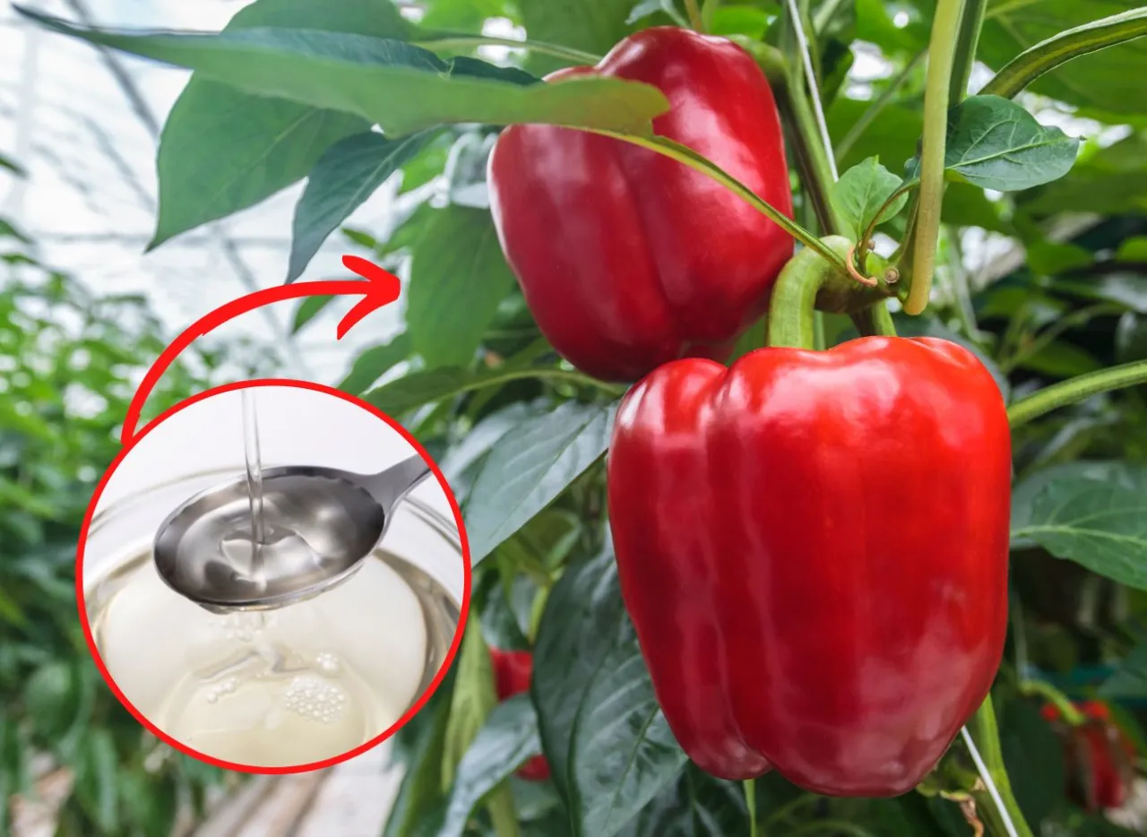 Zdjęcie Kwitnienie papryki: od pąka do owocu i jak radzić sobie z problemami