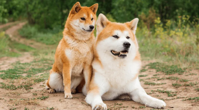 Zdjęcie Akita Inu czy Shiba Inu - porównanie ras, które wybierzesz?