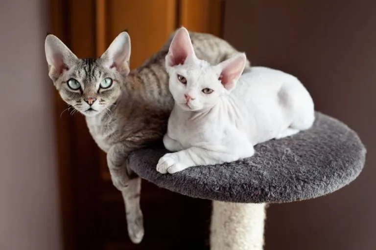 Zdjęcie Adopcja devon rex: uniknij wysokich kosztów i znajdź idealnego kota