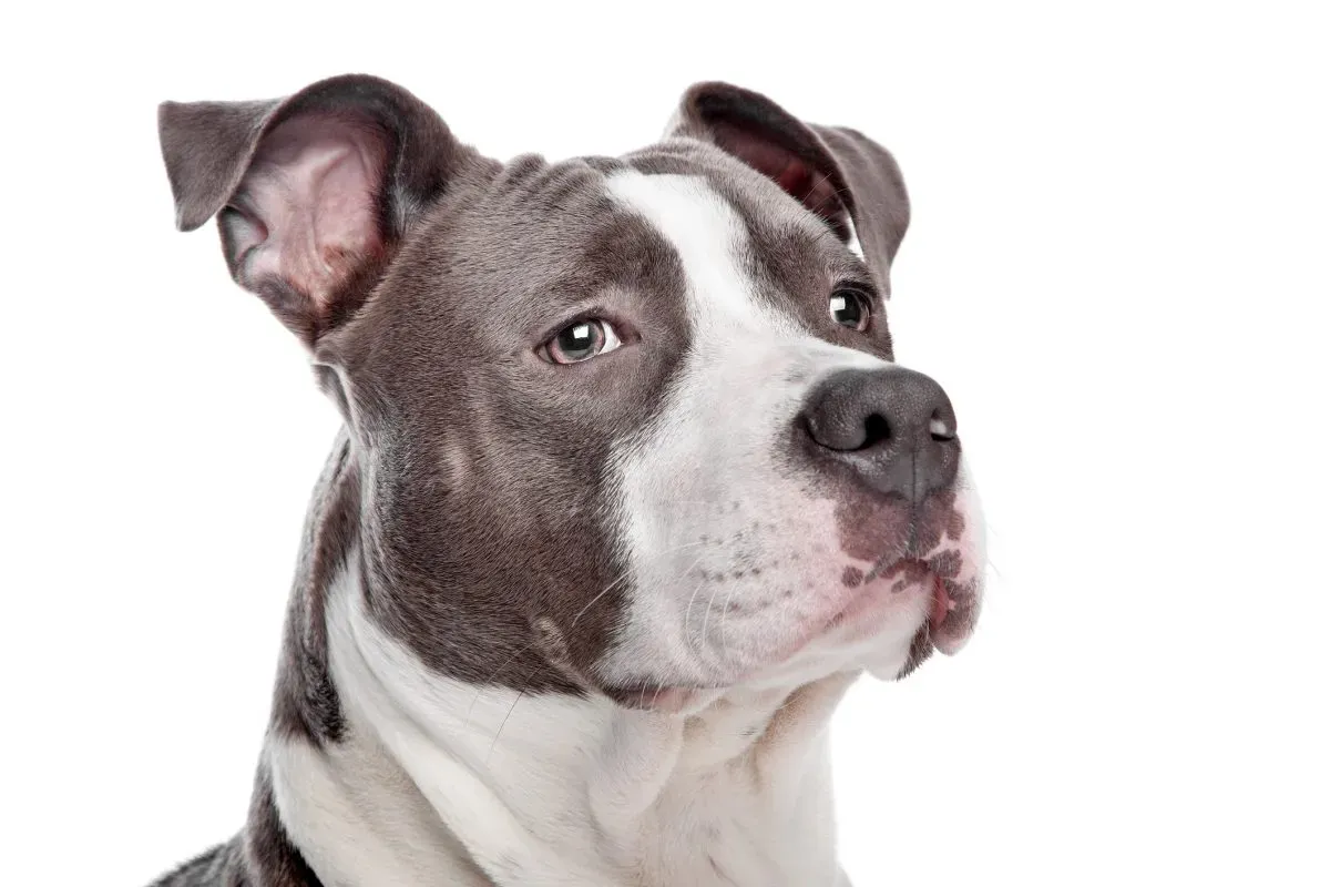 Zdjęcie Bulldog pit - czego potrzebuje ta mieszanka i jak się nią opiekować?