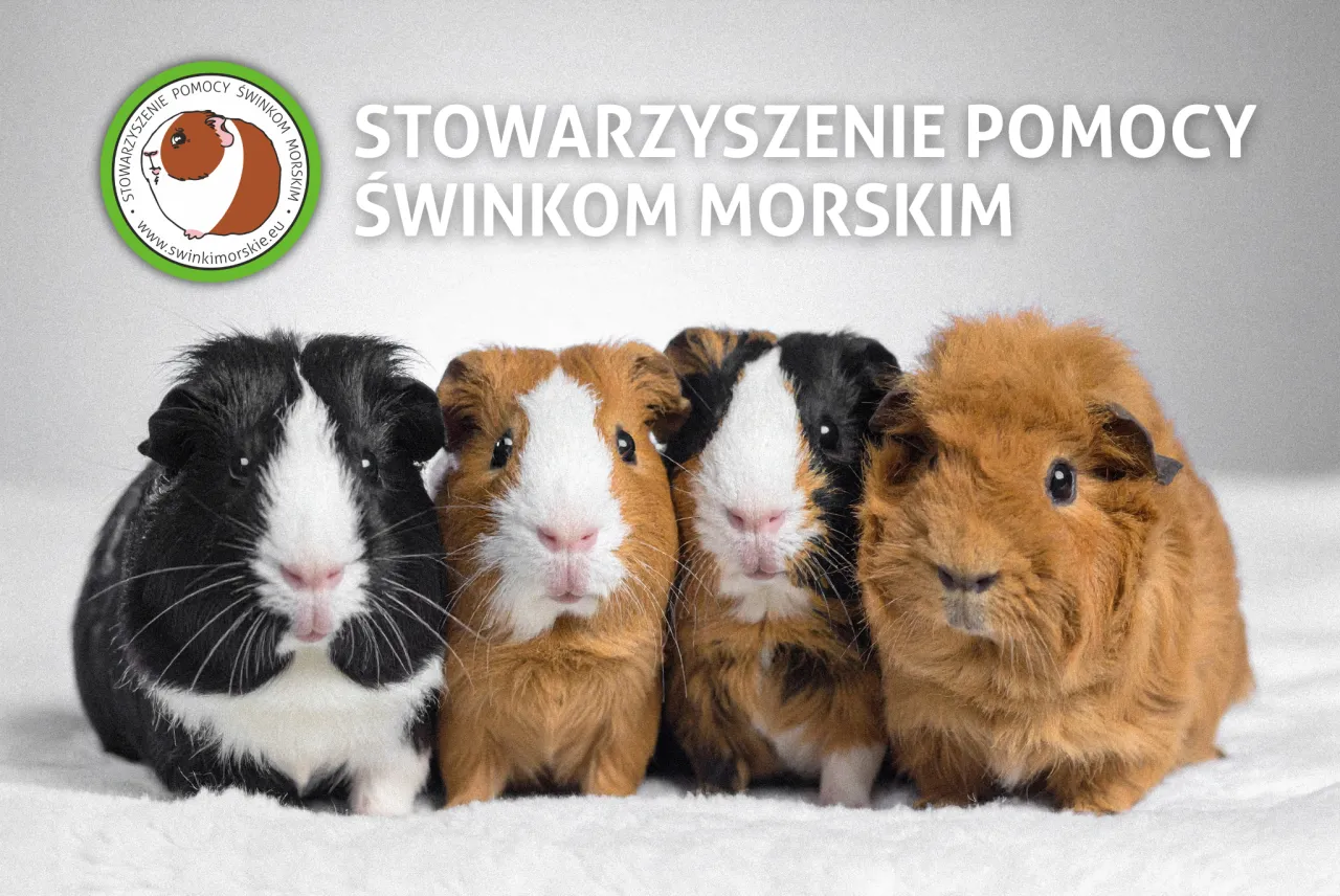 Zdjęcie Jak zrobić klatkę dla świnki morskiej, aby zapewnić jej bezpieczeństwo?