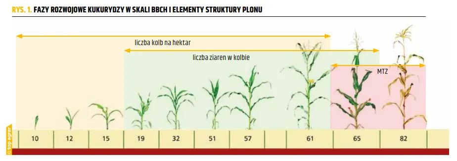 Zdjęcie Fazy rozwojowe kukurydzy: klucz do skutecznej agrotechniki