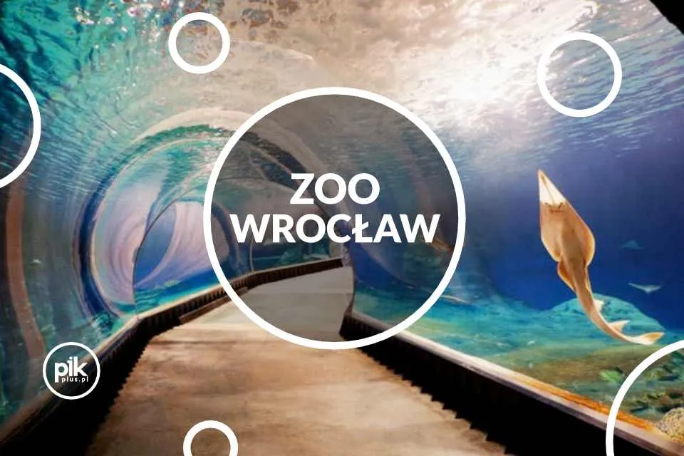 Zdjęcie Oceanarium bilety – sprawdź ceny i zniżki na wstęp do oceanariów