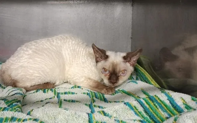 Zdjęcie Devon Rex w schronisku: jak pomóc chorym kotom w Bytomiu