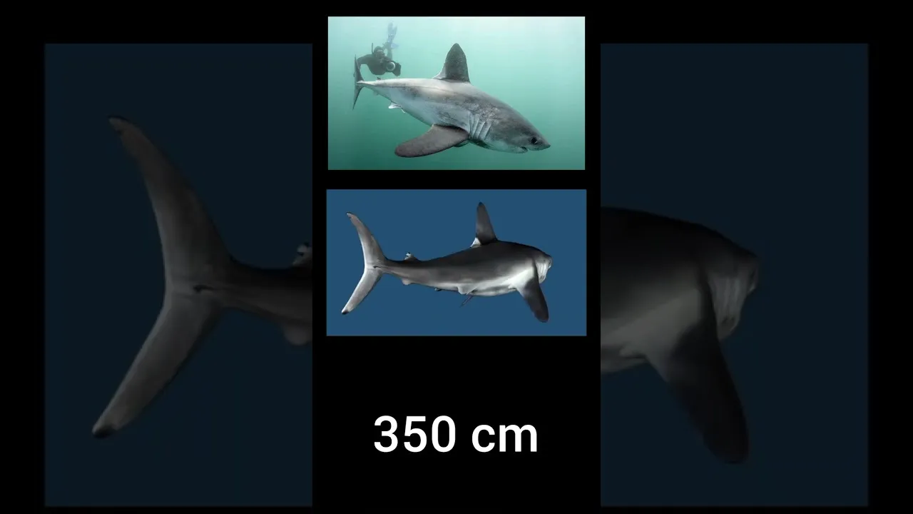 Zdjęcie Czy rekiny są w Bałtyku? Fakty o ich obecności i bezpieczeństwie