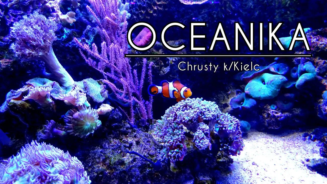 Zdjęcie Oceanarium Chrusty - Niezapomniane atrakcje i ciekawe gatunki ryb