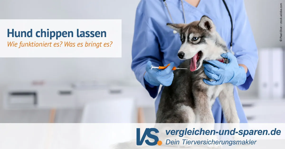 Zdjęcie Was kostet ein Chip für den Hund? Preise und wichtige Infos im Überblick