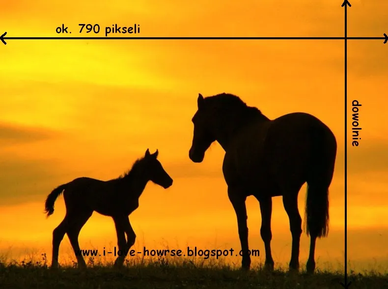 Zdjęcie Jak zrobić prezentację HTML na Howrse i uniknąć najczęstszych błędów