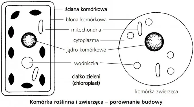 Zdjęcie Czym różni się komórka roślinna od zwierzęcej? Kluczowe różnice, które musisz znać