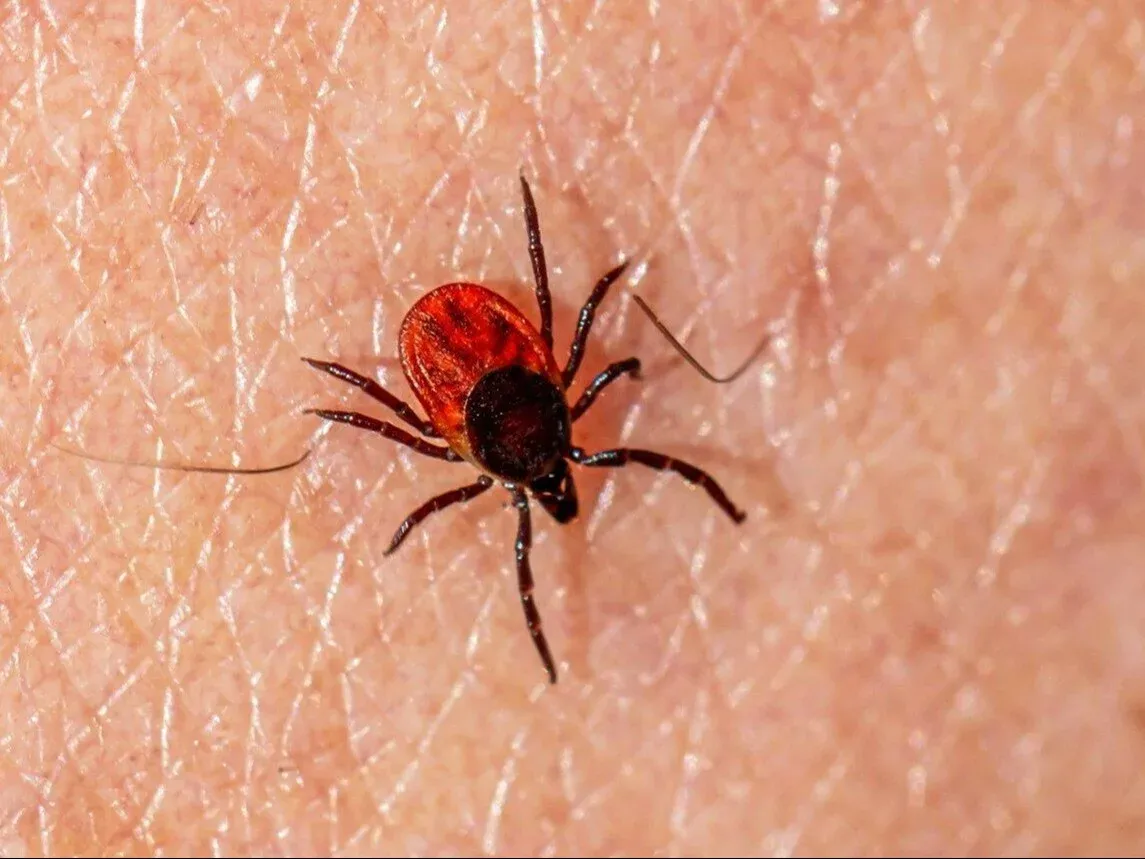 Zdjęcie Jak odstraszać kleszcze naturalnymi metodami i uniknąć ukąszeń