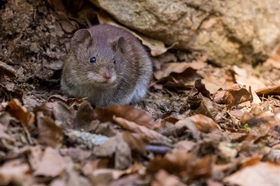 Zdjęcie Jak myszy wchodzą na strych? Problemy i skuteczne metody zapobiegania
