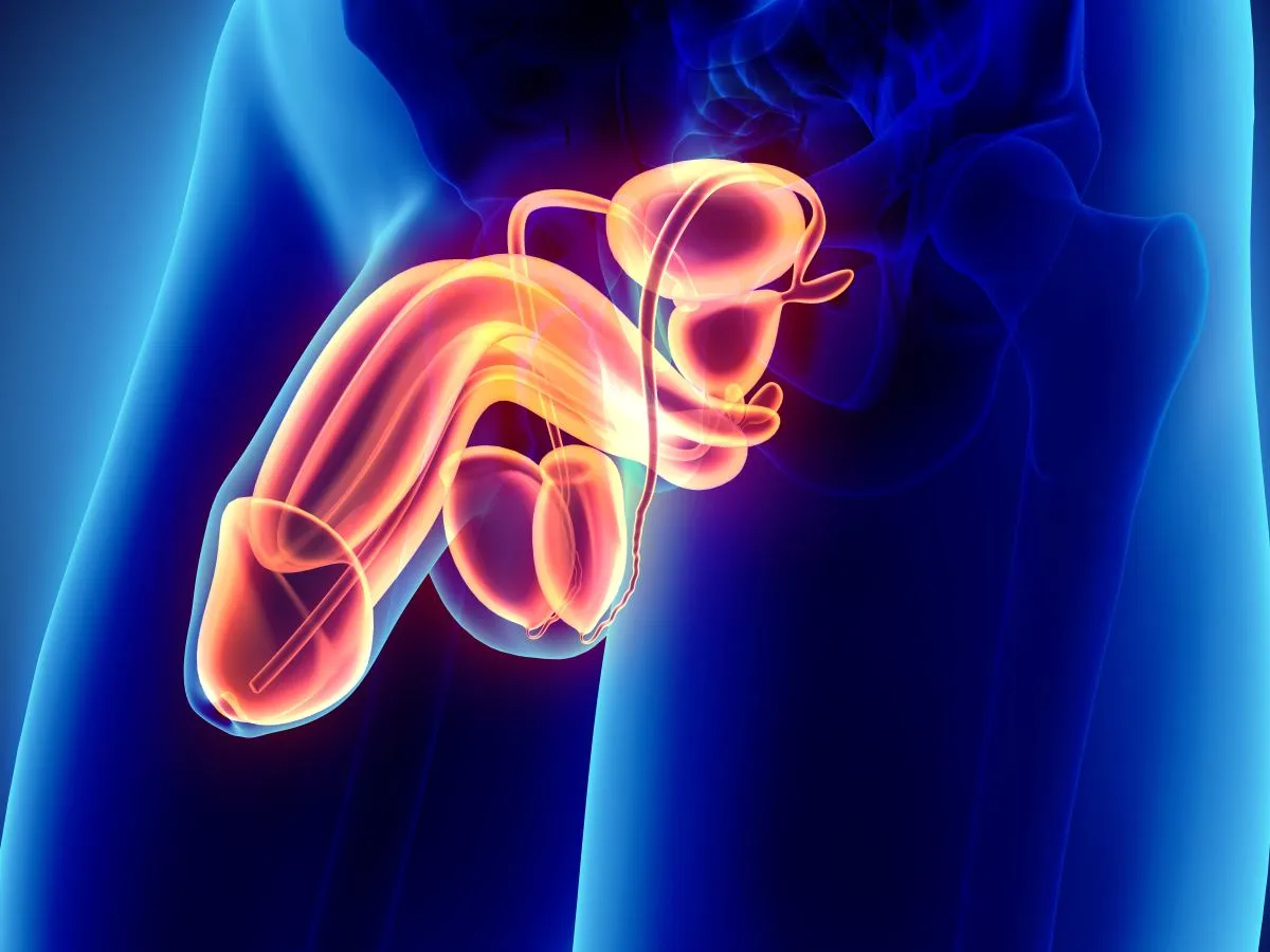 Preejakulat mechanizm powstawania