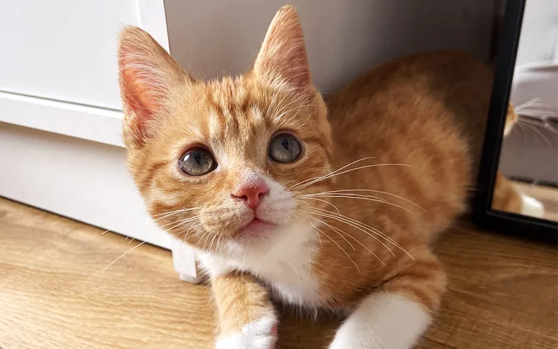 choroby kotów samców i samic