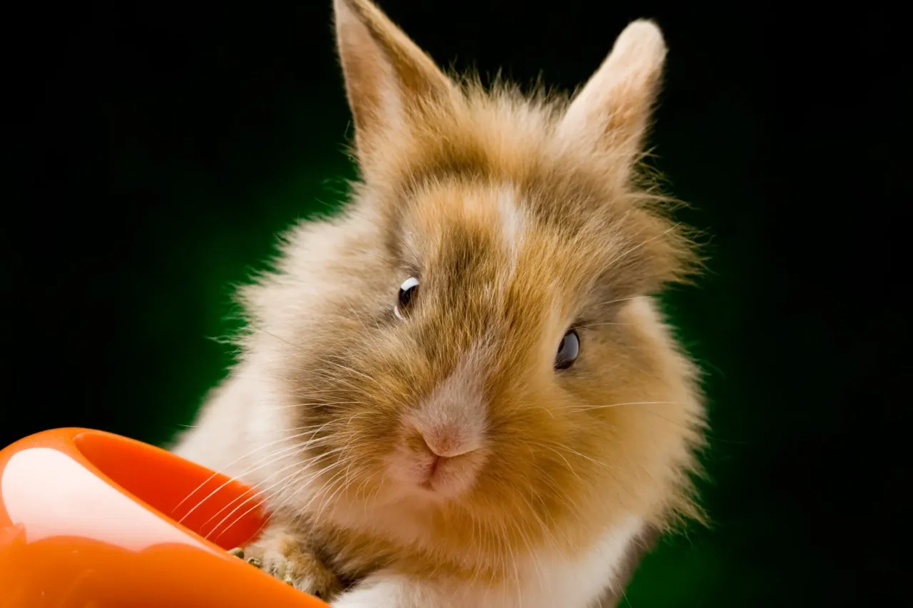 Uroczy, puszysty kr&oacute;liczek z rudym futerkiem przygląda się zza pomarańczowej miseczki. Zastanawiasz się, jak długo rośnie kr&oacute;lik?