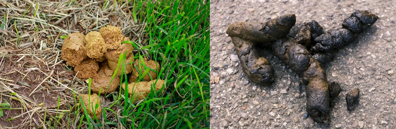 zdrowa kupa szczeniaka