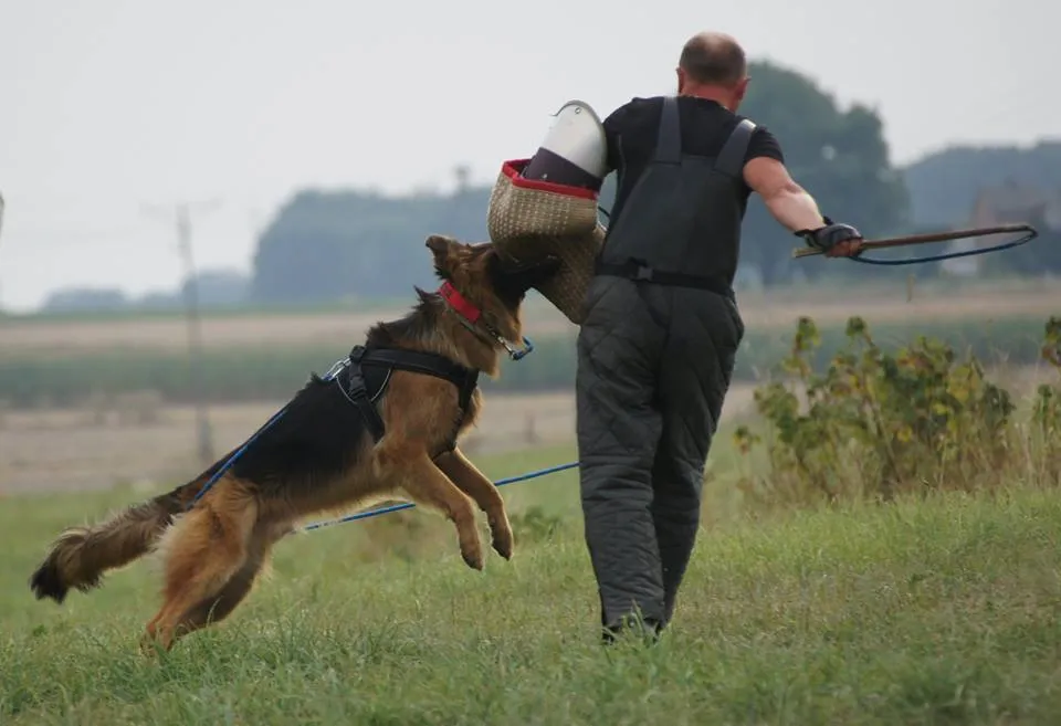 Owczarek niemiecki trening posłuszeństwa