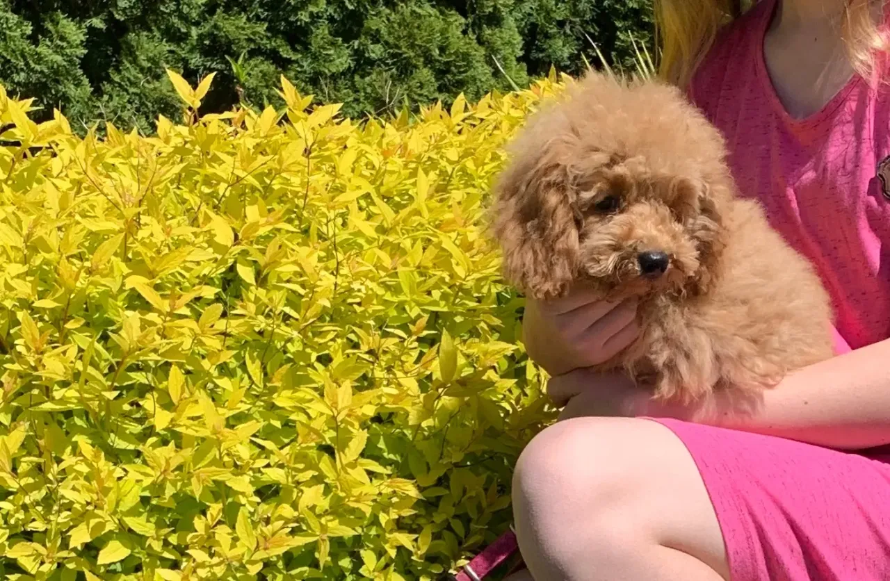 pudel miniaturowy z dzieckiem