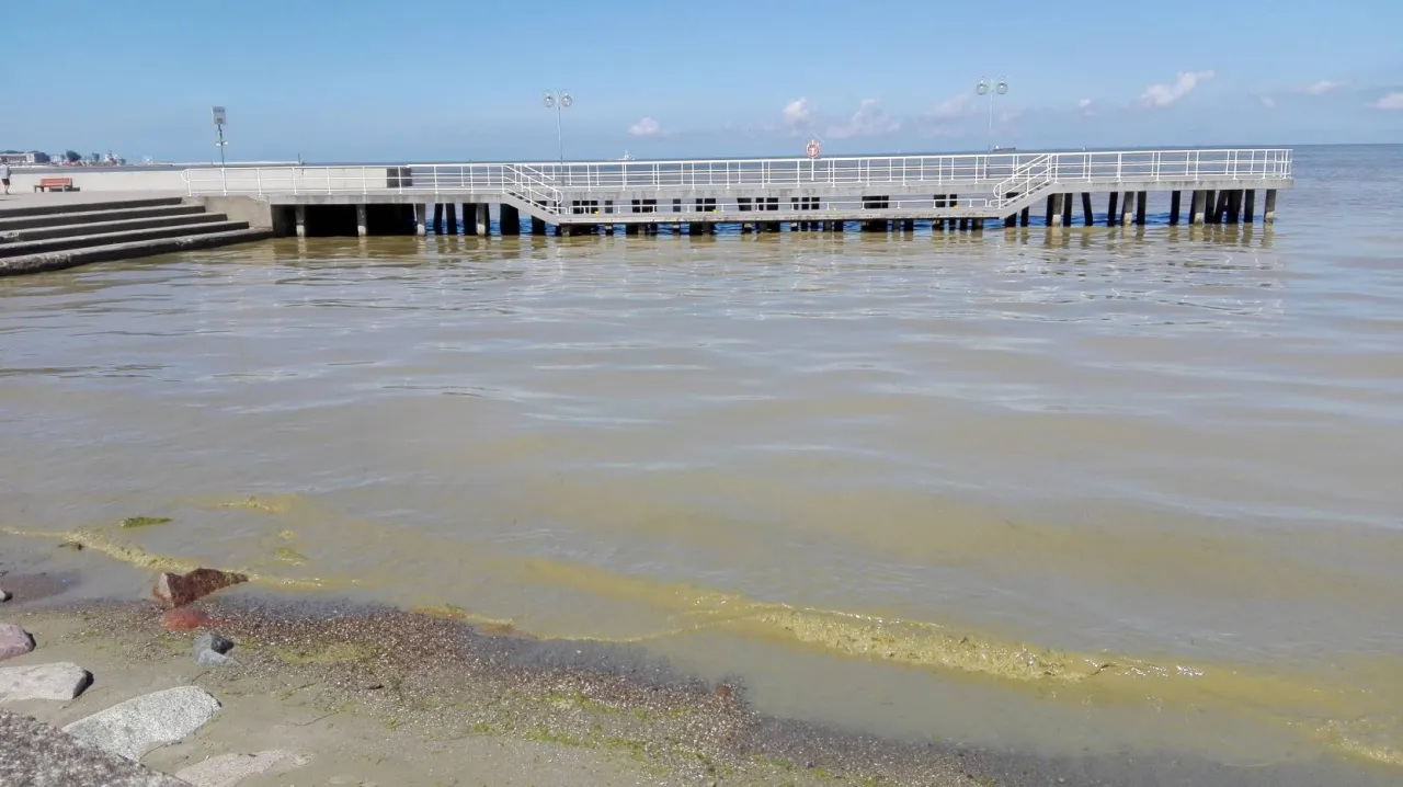 Zdjęcie Sinice w Bałtyku: Jak wyglądają i co warto o nich wiedzieć
