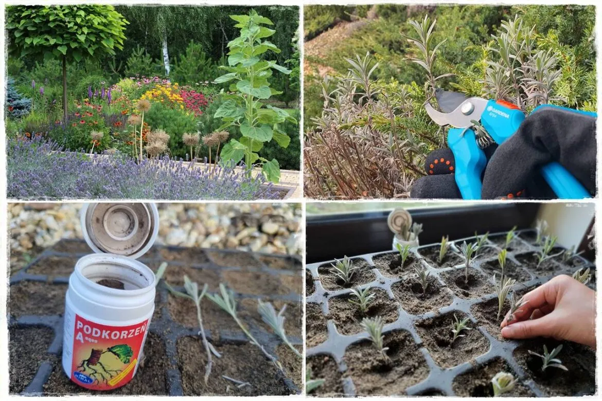 sadzenie lawendy krok po kroku