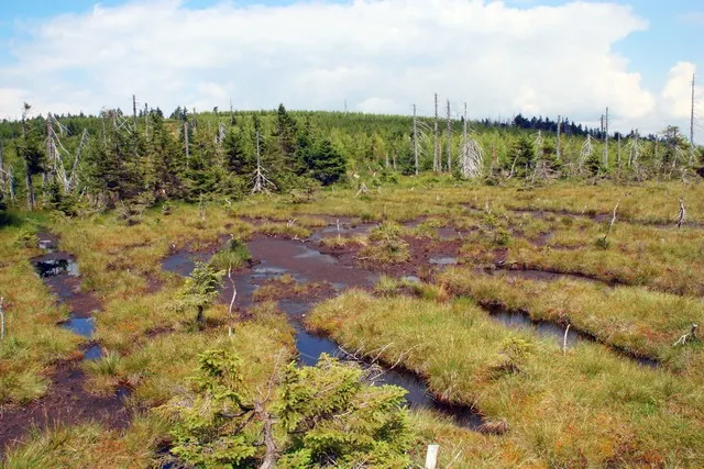 Góry Izerskie krajobraz torfowiska