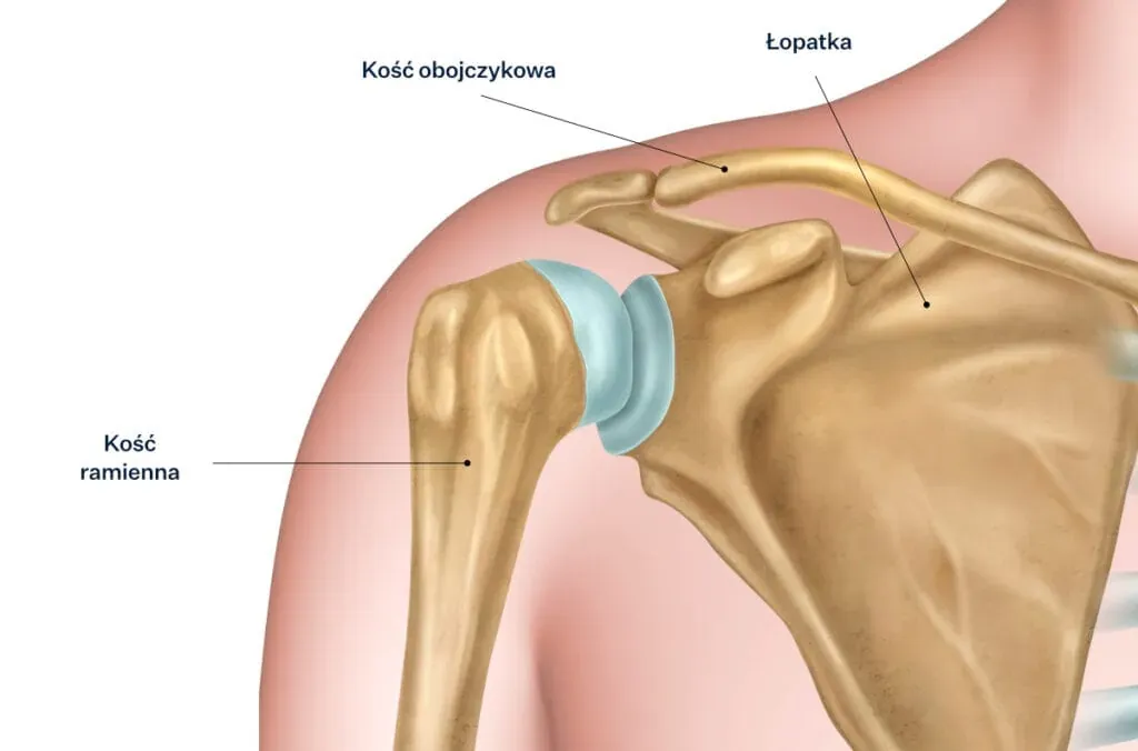 czynniki wpływające na rehabilitację złamania kości ramiennej
