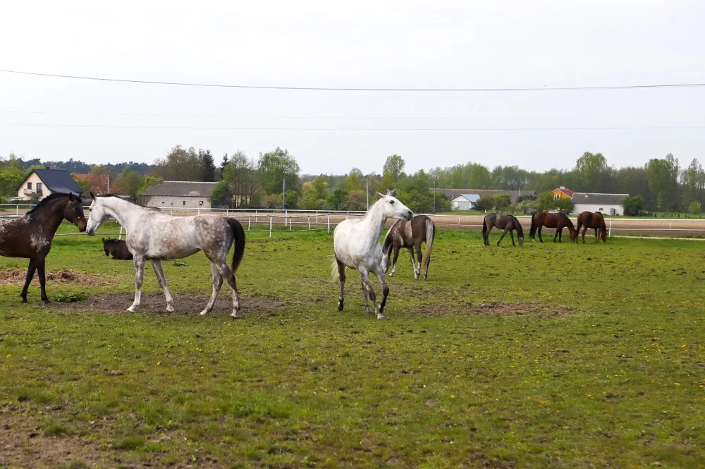 Stadnina koni Płock panorama