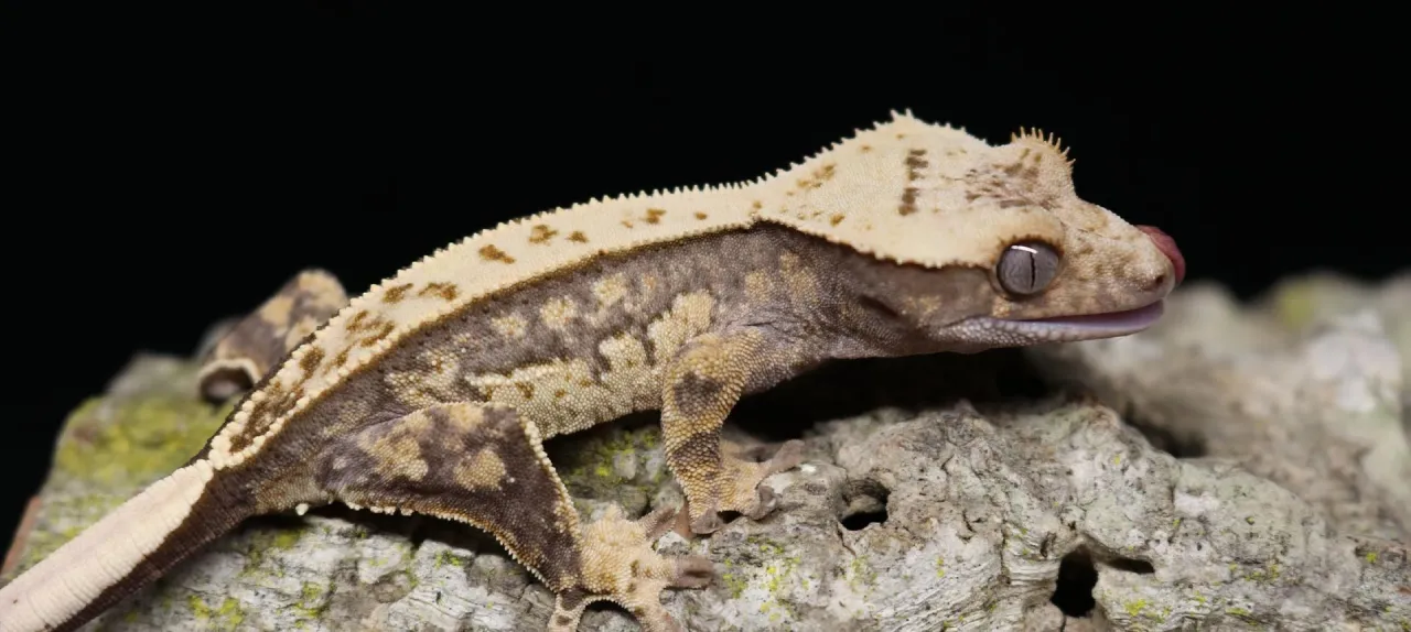 gekon orzęsiony cena odmiany