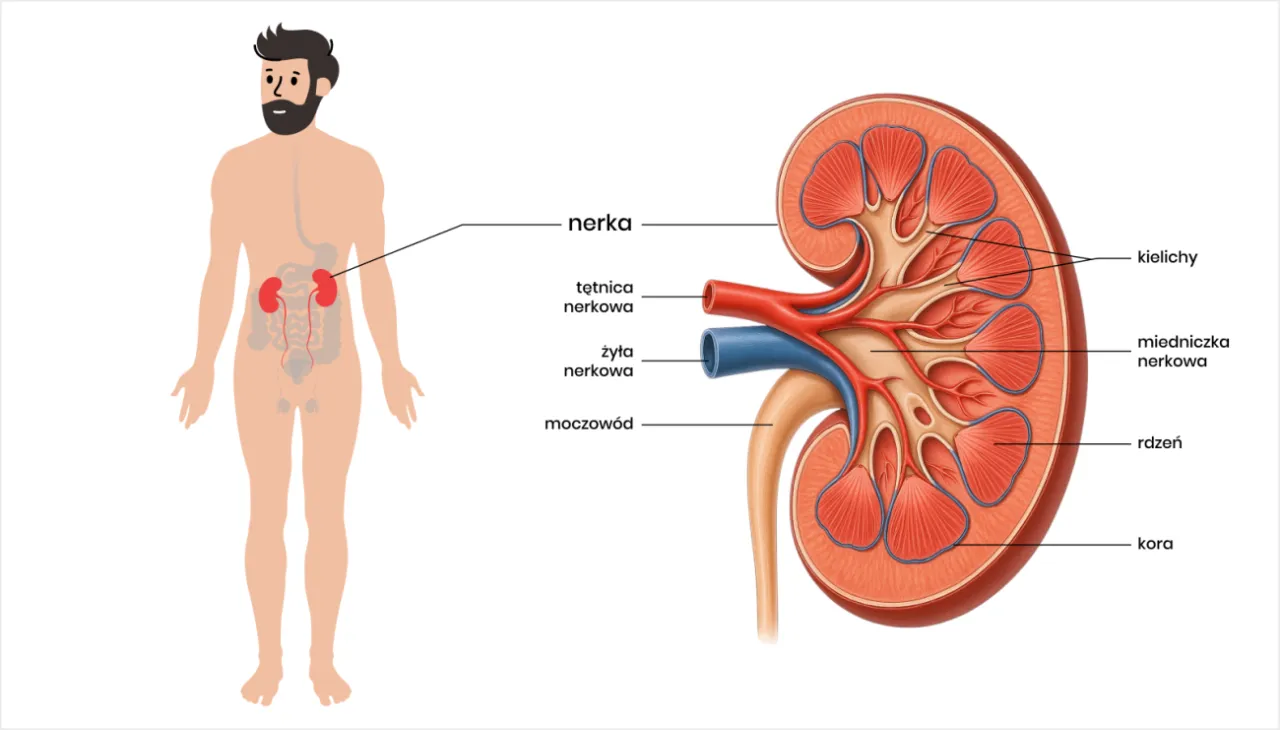 nerki anatomia i czynniki ryzyka chor&oacute;b