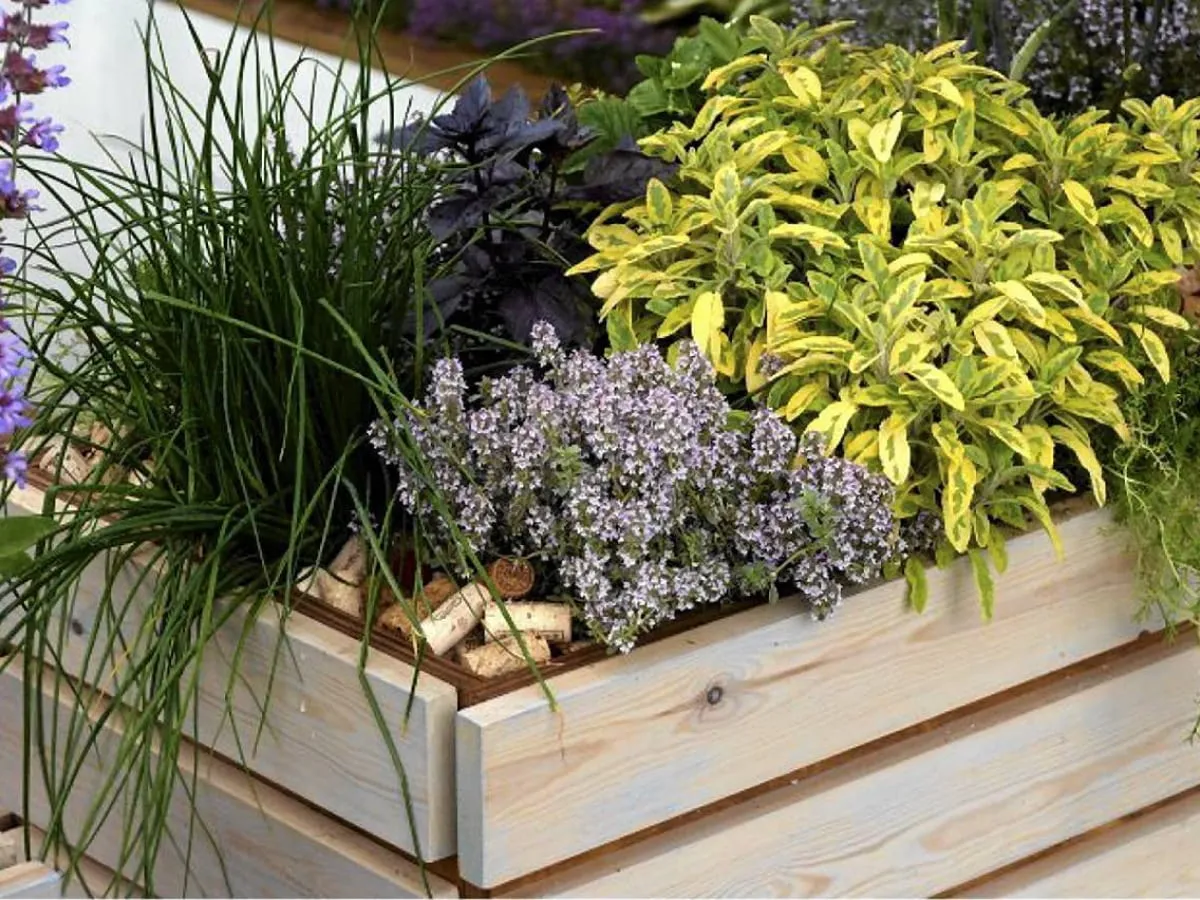 kwiaty jednoroczne donice taras