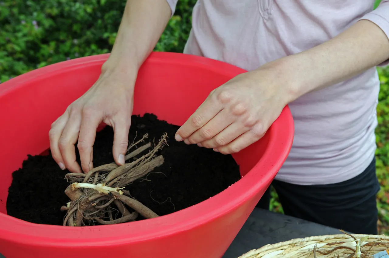pielęgnacja dalii po posadzeniu